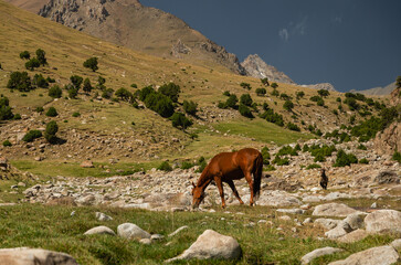 Vast mountain pastures in the Turkestan Range of Kyrgyzstan.