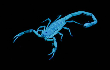 Wild adult Hentz Striped bark Scorpion - Centruroides hentzi - UV ultraviolet black light isolated...