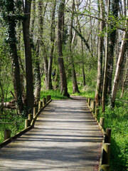 Fototapeta premium Marsh boardwalk in 