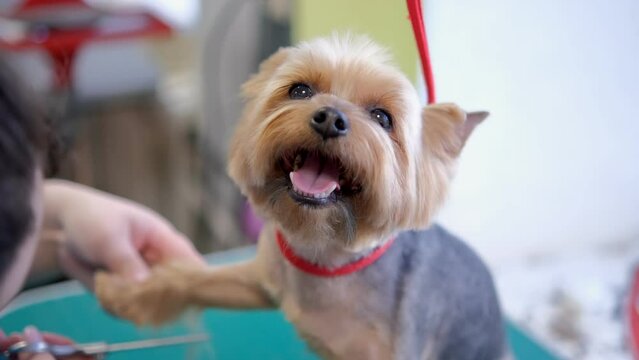 Close up hands of groomer cuts yorkshire terrier dog hair on muzzle with scissors in grooming salon