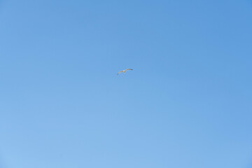 空を飛ぶカモメ