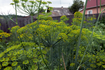 Blossom of dill. Dill in the village garden. Green flowering dill grows in the garden. 