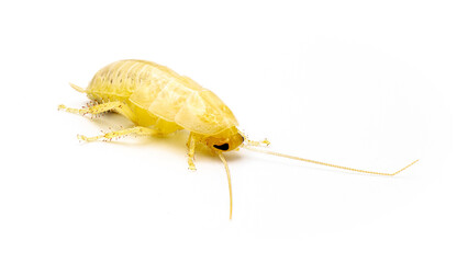 Florida wood cockroach - Eurycotis floridana -  It is often referred to as a palmetto bug. Isolated on white background. fresh molt new skin that is albino in color