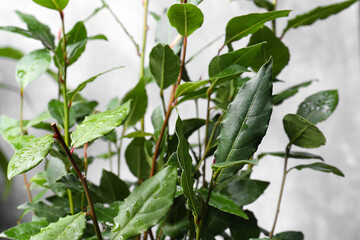 Bay tree with green leaves growing on light grey background, closeup