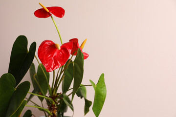 Beautiful anthurium on beige background, space for text. House plants