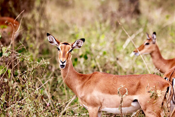 Deer in Kenya