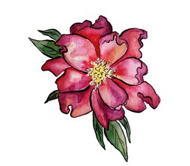 Wild rose pink flower top view with leaves, isolated on white. hand painted watercolor illustration of dog rose. Hand drawn floral element - realistic blooming flower 