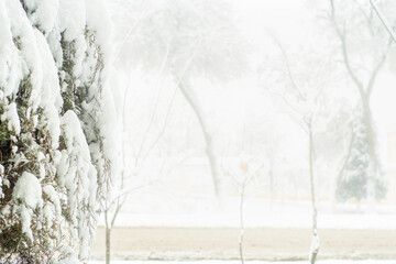 Background with a snow-covered thuja tree and a blurred winter landscape with a road. Template with empty space for text.