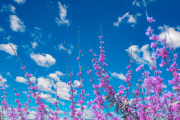 Naklejka na ściany i meble A blooming tree of Cercis canadensis with pink flowers. Cute background with magenta flowers on branches with blue sky.