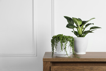 Beautiful green potted houseplants on wooden table indoors, space for text