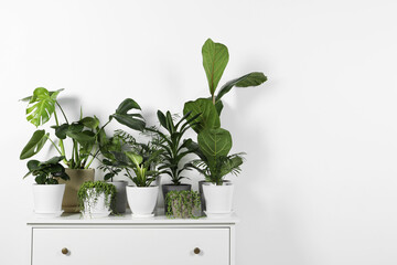 Many beautiful green potted houseplants on white chest of drawers indoors, space for text