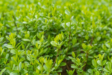 Close-up of the surface of decoratively trimmed shrubs with small leaves