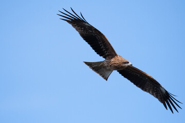 空を舞うトンビ