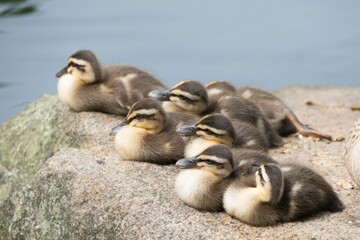 カモのファミリー