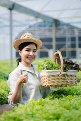 Woman picking hydroponics vegetables in the farm, grows wholesale hydroponic vegetables in restaurants and supermarkets, organic vegetables. new generations growing vegetables in hydroponics concept