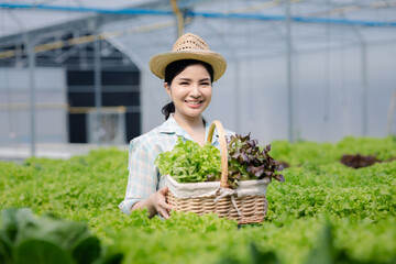 Woman picking hydroponics vegetables in the farm, grows wholesale hydroponic vegetables in restaurants and supermarkets, organic vegetables. new generations growing vegetables in hydroponics concept