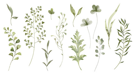 Green grass, herb and plant twigs watercolor set. Different kind field grass, wild herb element collection. Hand drawn botanical plant parts on white background.