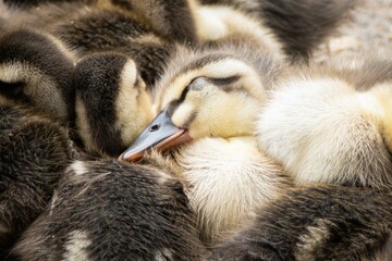 カモのファミリー