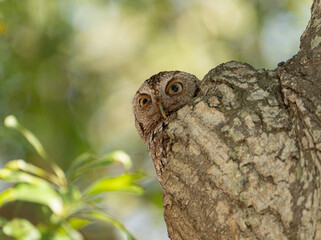 Screech owl peek