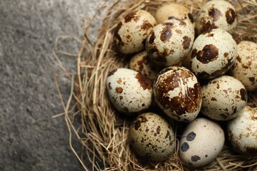 Obraz premium Nest with many speckled quail eggs on dark grey table, closeup. Space for text