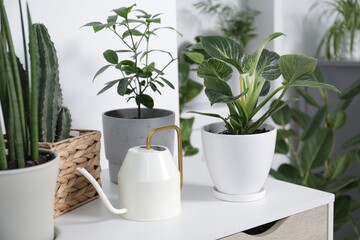 Green houseplants in pots and watering can on table indoors