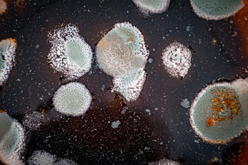 mold on water background photo