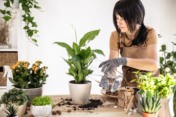 Female gardener watering plant, white peace lily, spathiphyllum while working at workshop. Planting of home green plants indoors, home garden, hobby, gardening, small flower growing business concept