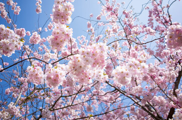 Pink Cherry Blossom tree in spring, Sakura,