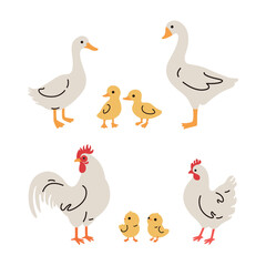 Domestic fowl. Cartoon vector illustration. Vector contour illustration of goose, chick, goose, duck, chicken and duckling. 