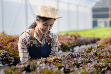 woman in the hydroponic vegetable farm grows wholesale hydroponic vegetables in restaurants and...