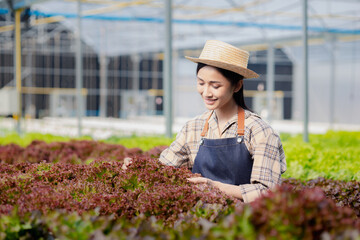 woman in the hydroponic vegetable farm grows wholesale hydroponic vegetables in restaurants and supermarkets, organic vegetables. new generations growing vegetables in hydroponics concept