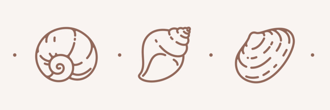 Seashell illustration. Contour vector illustration for packaging, corporate identity, labels, postcards and pattern.