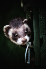 polecat hiding away black and white face 