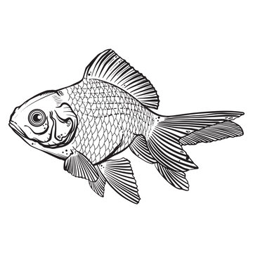 Black tattoo koi fish on white background