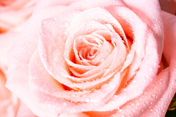 Fototapeta na wymiar Pink rose flower. Close up, macro picture.Fresh flower with drops.