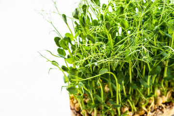 Micro greens, natural healthy food.. Green pea microgreens. Close up.