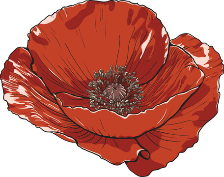 Beautiful poppy flower with seeds. Hand-drawn vector illustration.