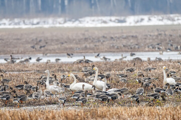 Selective focus photo. Whooper swan bird, Cygnus cygnus.