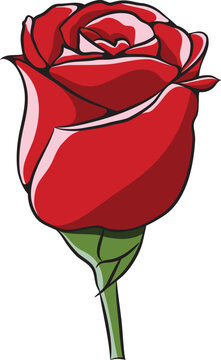 Red rosebud vector. Hand drawn, elegant ecuador rose flower with black outline.