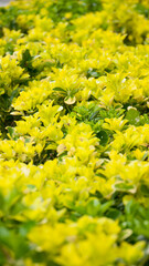 Seto de arbusto amarillo y verde