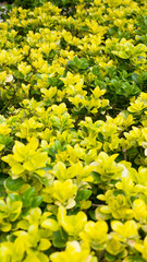 Seto de arbusto amarillo y verde