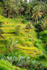 Lush rice fields plantation on Bali island, Indonesia