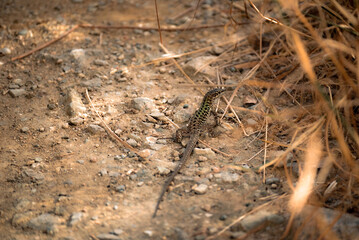 The lizard, known as Podarcis siculus, is a common sight in Italy. Its small size, green-brown color help it blend into its environment, fast and agile, able to quickly scurry away from danger