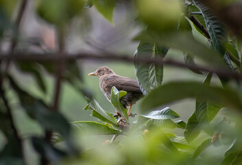 bird on a branch