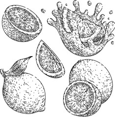 lime green fruit set sketch hand drawn vector