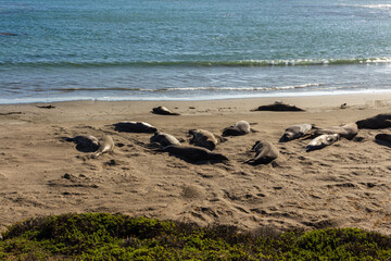 Elephant seals, mirounga angustinostris, group sleeping on the sand in a late afternoon at Elephant Seal Vista Point, along Cabrillo Highway, Pacific California Coast, USA.