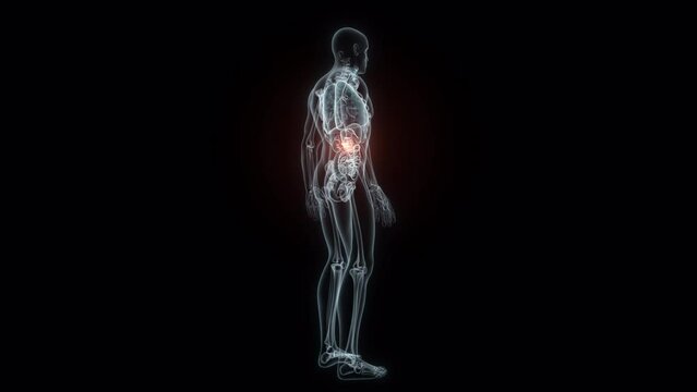 3D rendering Medical Animation of a Human Pancreas.X-ray of a Pancreas