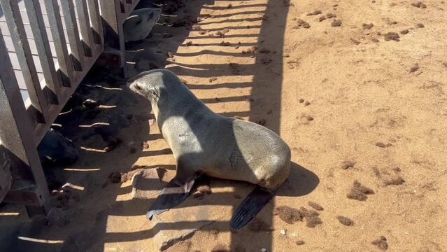 sea lion at cape cross in Namibia