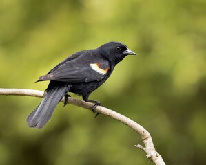 Red-winged Blackbird