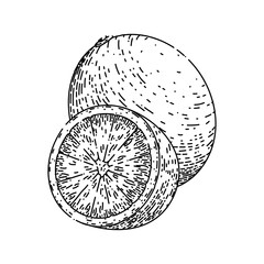 lime slice fruit sketch hand drawn vector